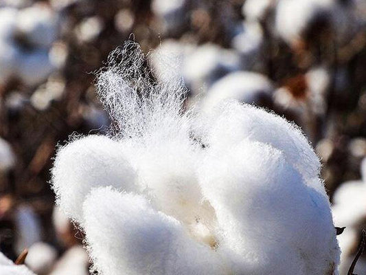  Xinjiang cotton, Egyptian cotton, American pima cotton, how to choose it? - NTBAY® HOME