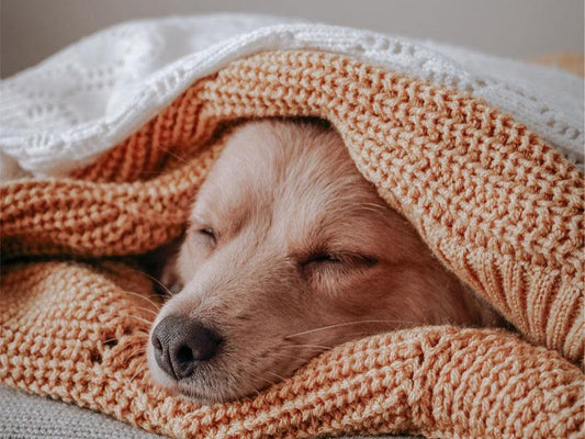 Do dogs need a small blanket to sleep? - NTBAY® HOME