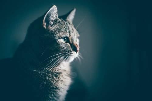 How do cat-owning families keep their homes odor-free? - NTBAY® HOME